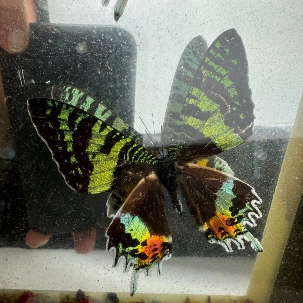 Set of 2 pc Butterfly URANIA RIPHEUS Madagascan Sunset Hand - Crafted Display